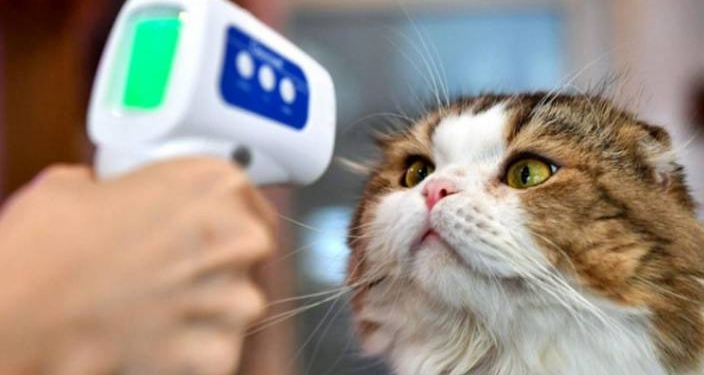 Bu kez kedilerin pandemisi başladı… 6 ayda 300 bin ölüm