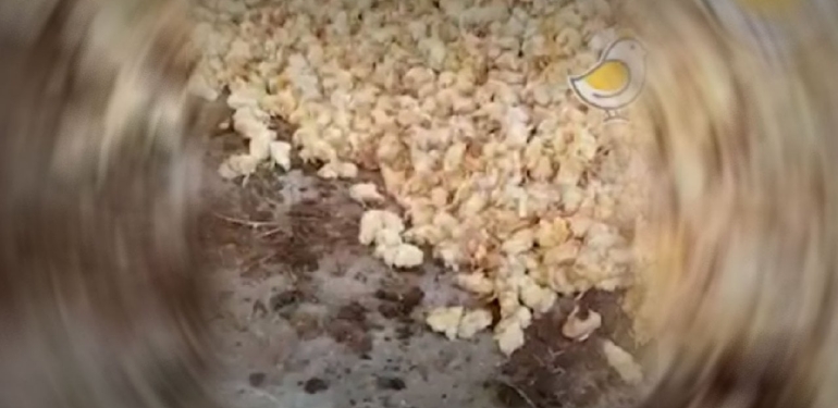 Bu Görüntüler Manisa’dan! Erkek Civcivler Doğar Doğmaz Ölüme Böyle Gönderiliyor!