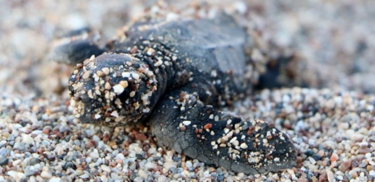 Çıralı’da caretta caretta turizmi