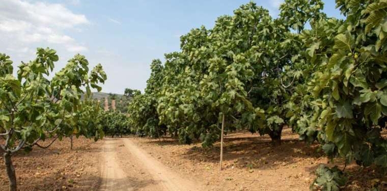 Bursa Siyah İncir’in izinde, gastronomik keşif yolculuğu!