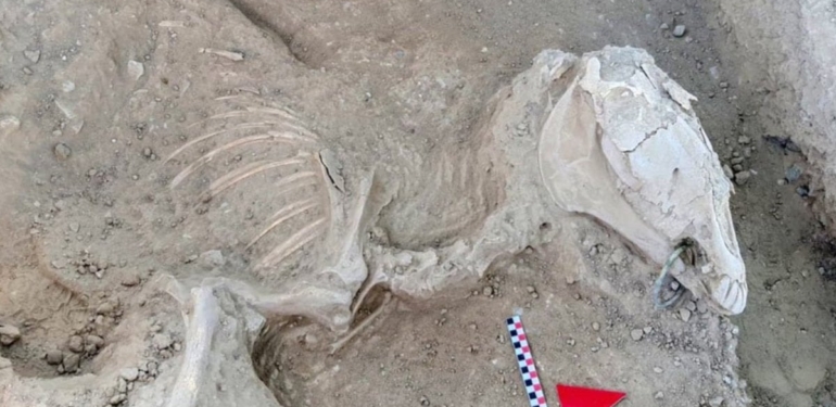 Urartu dönemine ait at iskeletinde bronz gem bulundu