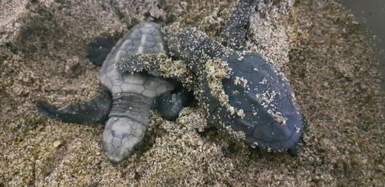 Aydın’da caretta caretta yavruları denizle buluştu