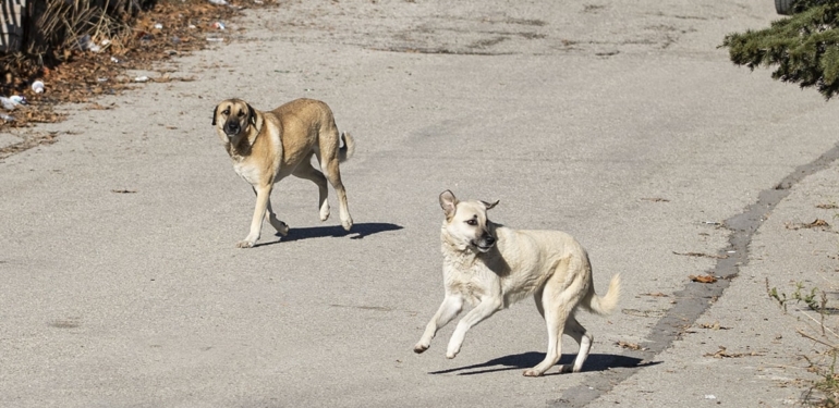 Ankara’da binlerce sokak hayvanı toplatılacak