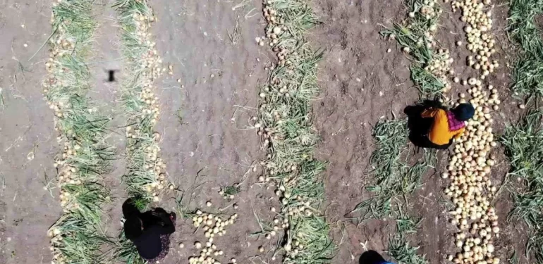 Amasya’da Erkenci Soğan Hasadı Başladı