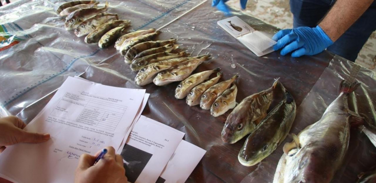 Balon balığı destek ödemeleri artırıldı!