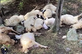 cankirida-yildirim-dusmesi-sonucu-14-koyun-telef-oldu-msi89Ncl.jpg