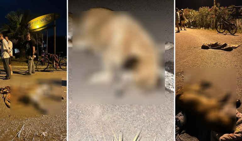 Kırklareli şehir çöplüğünde ölü kedi ve köpekler bulundu, soruşturma başlatıldı!