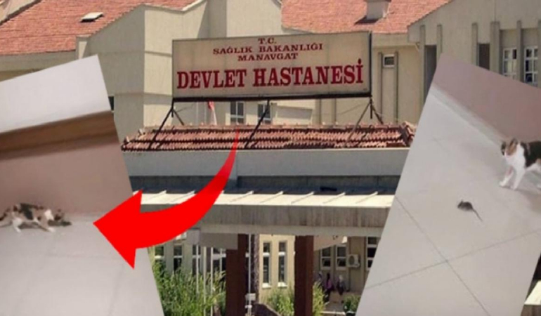 Hastanede hijyen skandalına ilginç çözüm: Başhekim farelere karşı kedi aldı