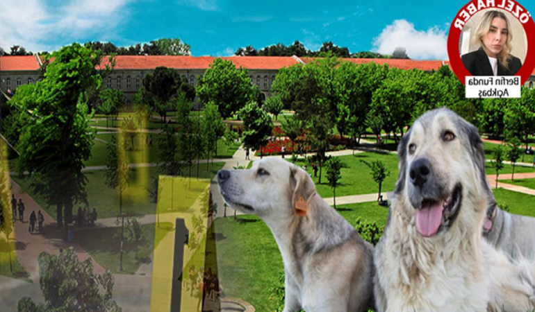 YTÜ kampüsündeki köpekler ortadan kayboldu! Önce araçla toplayıp sonra da öğrencilere saldırdılar