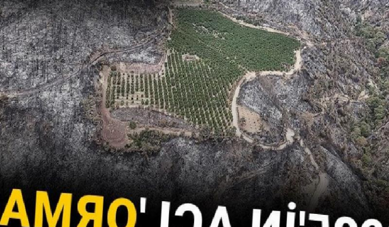 2025’in acı orman yangını bilançosu: Binlerce hektar küle döndü!