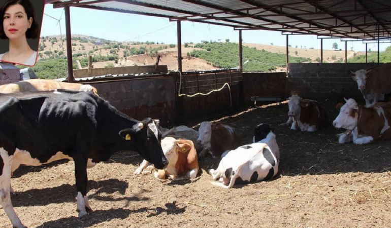 Hayvancılık son 15 yılın en sert üretim düşüşünü yaşayacak, hayvan ithalatında dünya ikincisiyiz: Ette kriz büyüyor